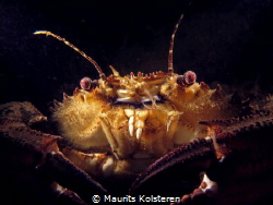 Velvet swimming crab giving me the evil look. :) by Maurits Kolsteren 